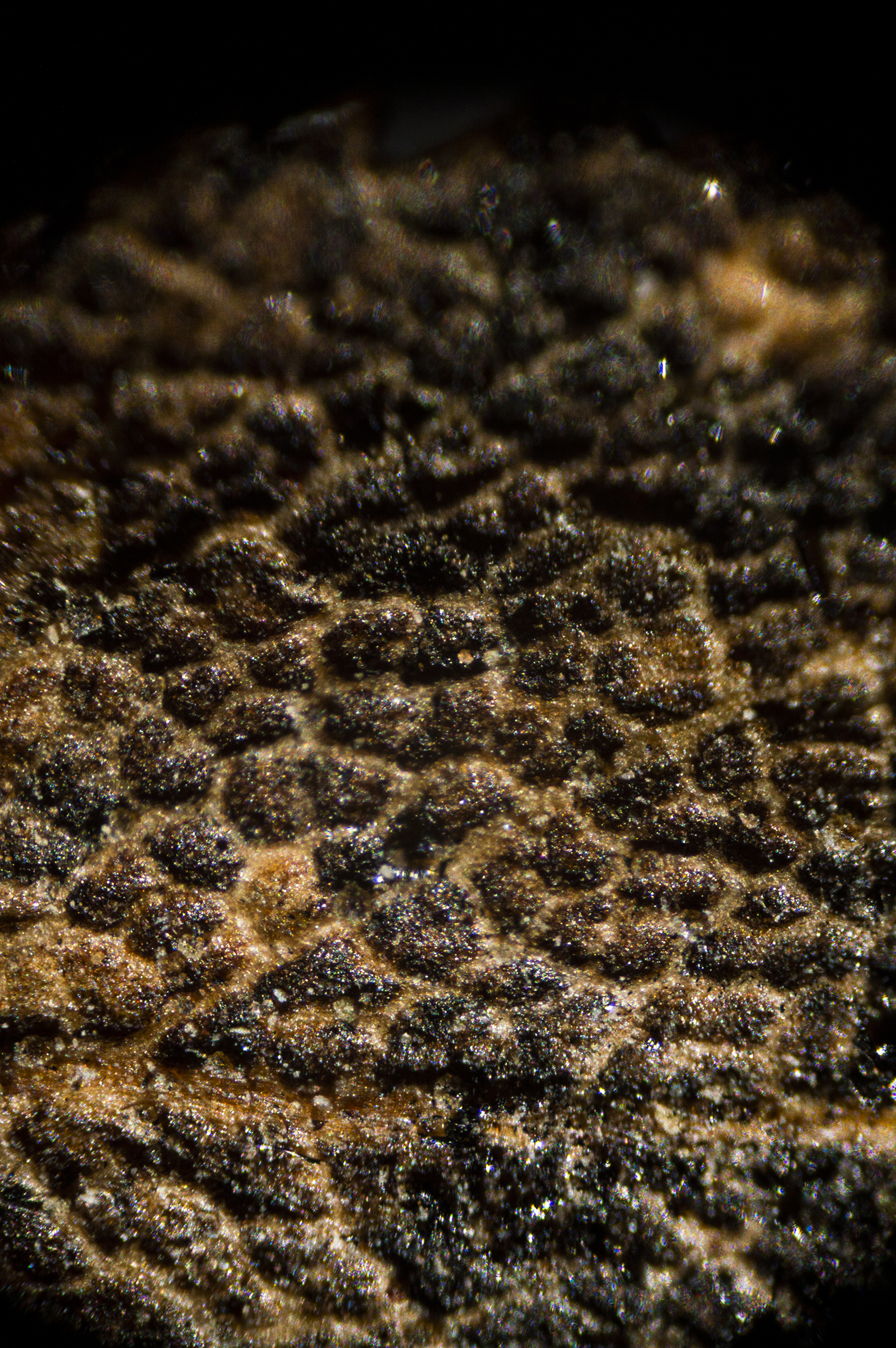 DSC0036a