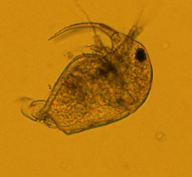 Microscopicas6