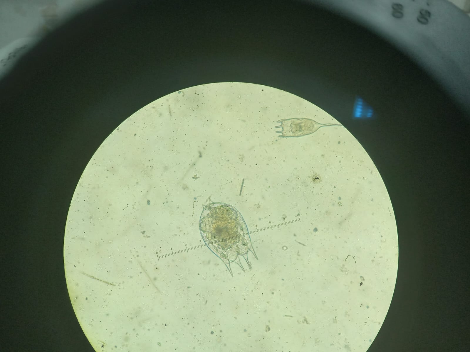 Microscopicas2