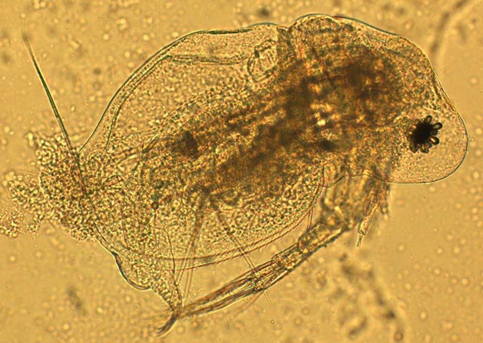 Microscopicas4