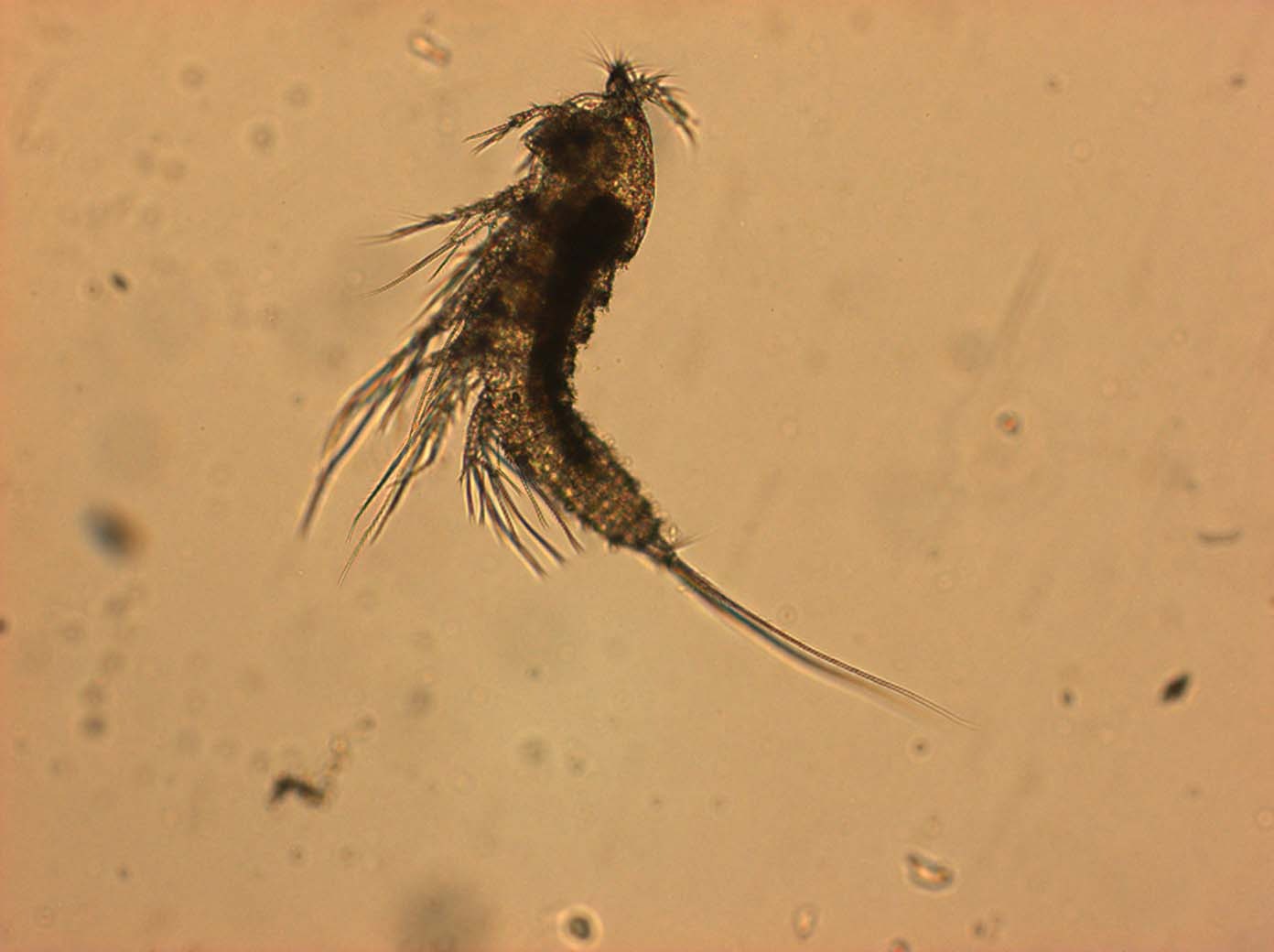 Microscopicas5